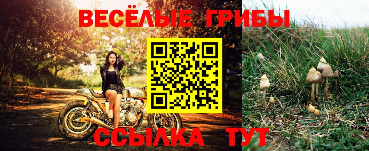 Черняховск  Псилоцибиновые грибы MAGIC MUSHROOMS  Вход с VPN  Галлюциногенные грибы MAGIC MUSHROOMS 